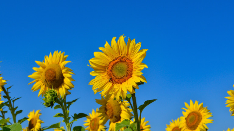 В търговските среди в края на август започна усилено да