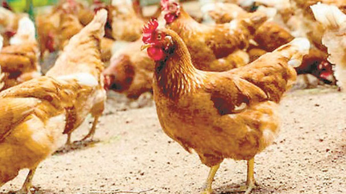 Все повече парижани взимат кокошки в апартаментите си в сърцето