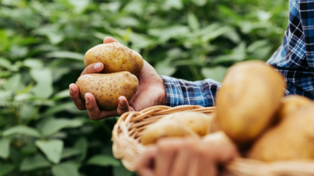 Как да приготвяме картофите, за да ги ядем колкото искаме, без да пълнеем