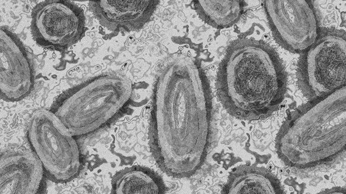 Маймунската шарка плъзна и в Китай