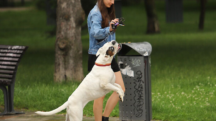 Поставянето на кучета в машина за ядрено-магнитен резонанс и наблюдаването