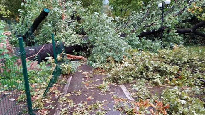 Апокалипсис и в Гоце Делчев - изтръгнати дървета навсякъде (СНИМКИ)