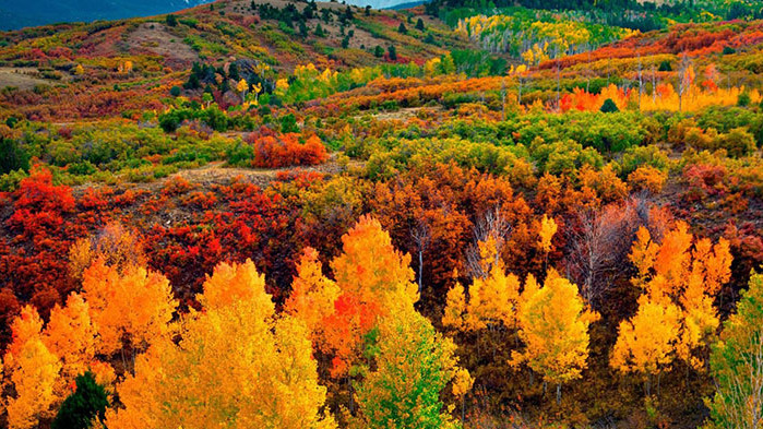 Овен Днес ще бъдете удивителен целител за своя любим човек.