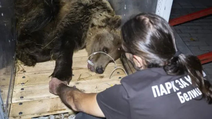 Мечката Ива, прекарала голяма част от живота си в малко