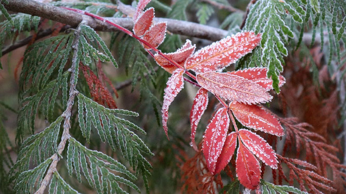 Хладно ще остане времето и в петък, съобщи БНТ. Рано