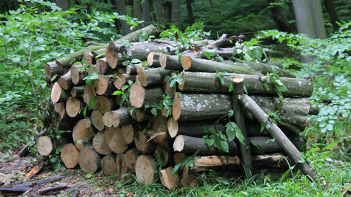 Над 23 000 домакинства от Североизточна България са получили заявените от тях дърва за огрев