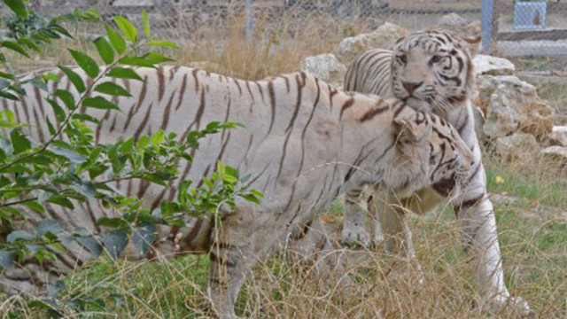 Три бенгалски тигъра един мъжки и два женски 2 леопарда