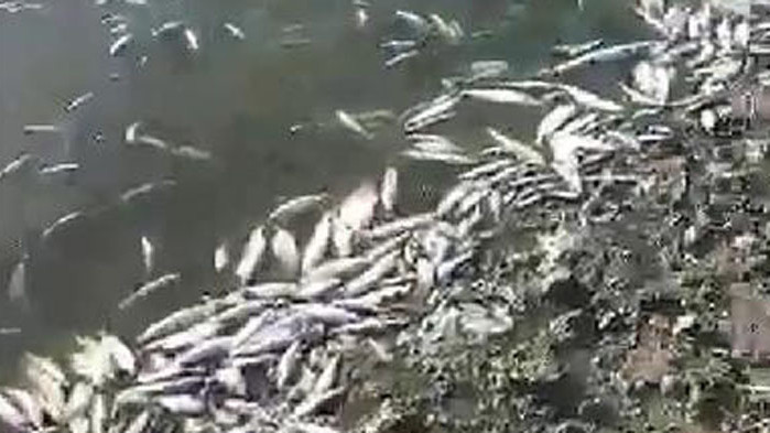 Тонове мъртва риба заради пресъхнал язовир в Ямболско