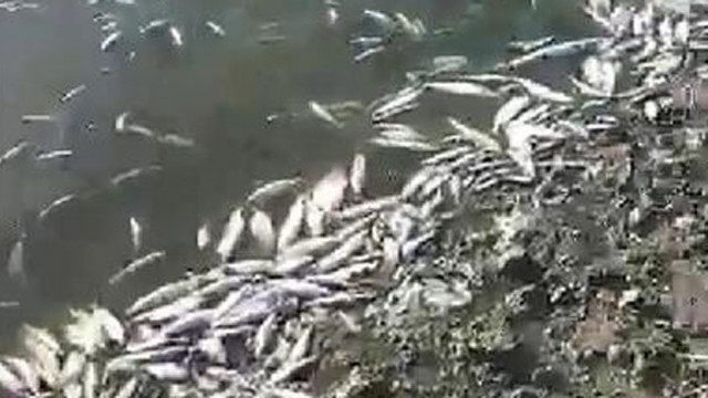 7 тона мъртва риба в язовир до ямболското село Окоп