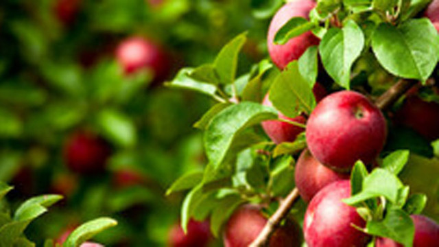 В знак на протест: Земеделец изкоренява ябълкови дръвчета на 40 години