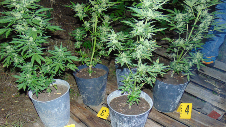 Полицията иззе 51 кг марихуана във Врачанско