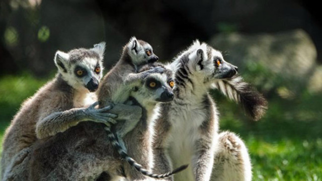 Зоопаркът в новозеландската столица Уелингтън представи новите си питомци –
