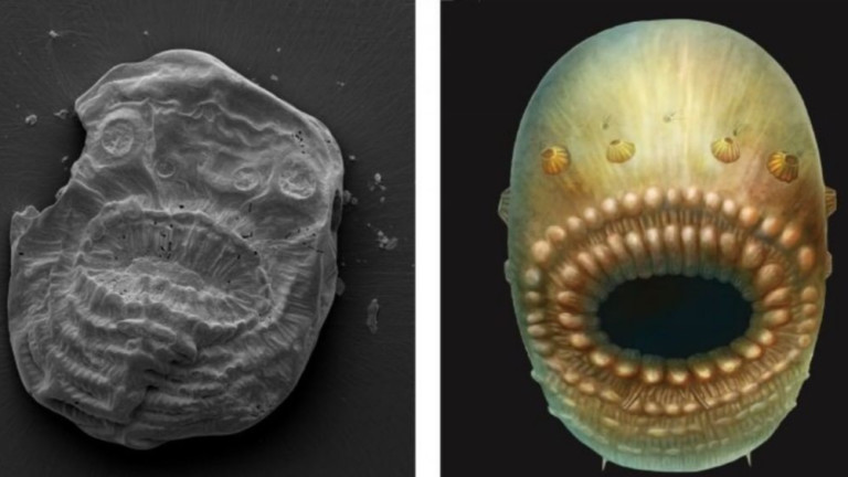 Saccorhytus coronarius - животното без анус