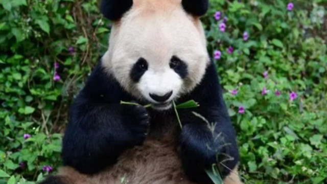 Китай изпрати две панди в Катар