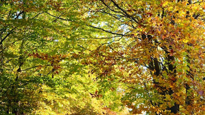 Овен На Вашия любим човек днес няма да бъде лесно