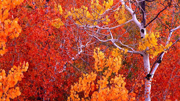 Овен Би било добре да се замислите за събитията от