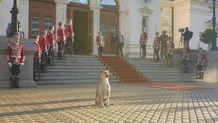 Ушната марка на женското куче, което посрещна депутатите пред парламента
