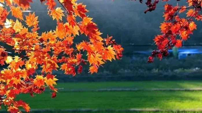 Златната есен продължава и в следващите дни с приветливо, топло