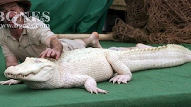 42 годишен американски турист се опита да пренесе жив алигатор албинос