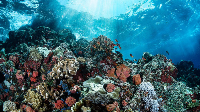 Учени откриха начин за бързо възстановяване на кораловите рифове