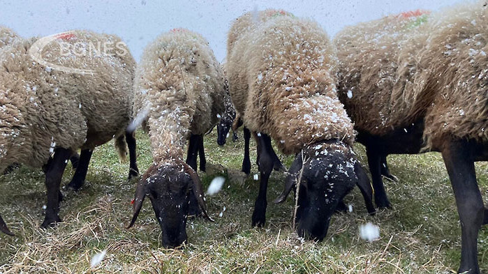 Фермерът Ерик Борисов: От изкупната цена до тази в търговската мрежа скокът е 500%