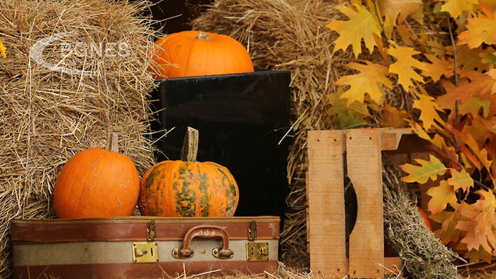 Октомври е месецът на Хелоуин, а това означава, че тиквите