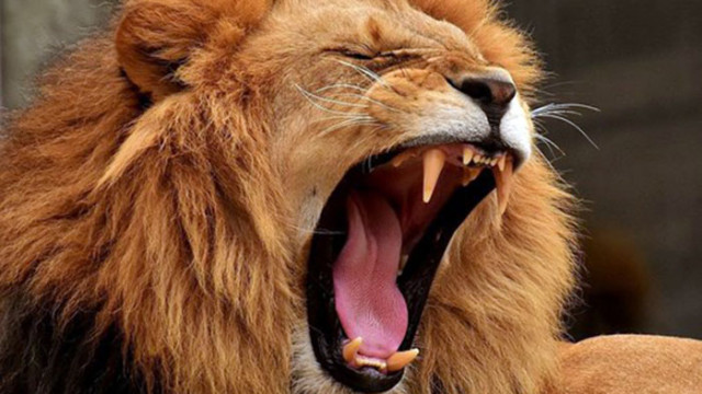 Пет лъва предизвикаха кратка извънредна ситуация в австралийски зоопарк след