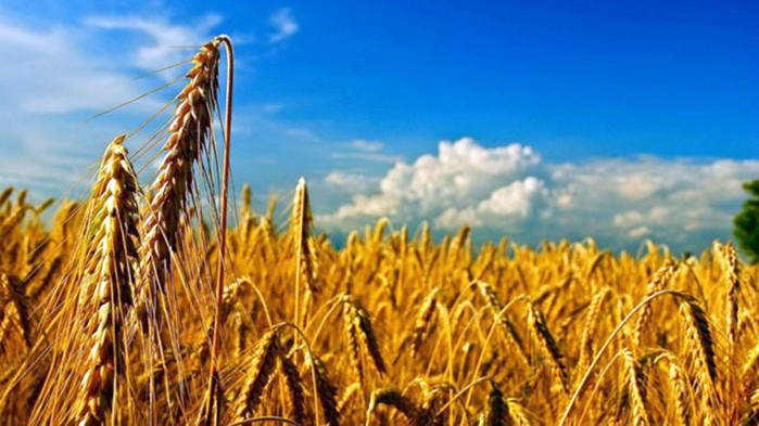Пшеницата в Добричко пониква, но е под стрес заради сушата