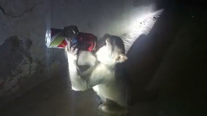 Маймуна, пристрастена към алкохола, краде от магазини бутилки с напитки