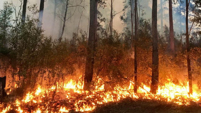 Над 10 хиляди декара гори са пострадали при пожара в