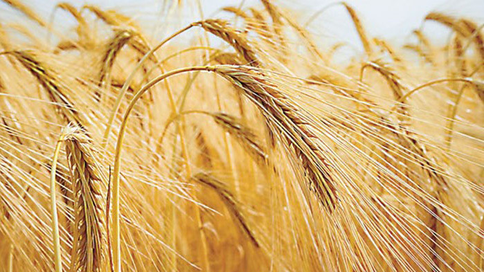 цената на пшеницата днес