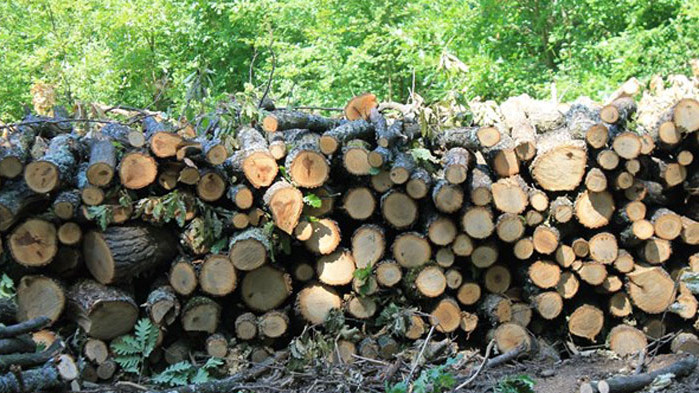 Измамници мамят пенсионери с дърва за огрев в Кюстендилско.  Мнимите