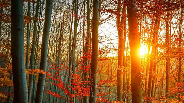 Овен Днес ще Ви се прииска да предпазите своя любим