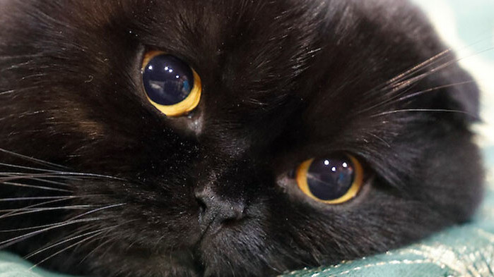 Бездомно коте се отблагодари с риба и пилешко бутче