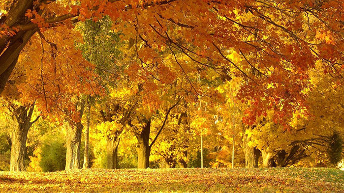 Овен В семейството на Овните почти всичко днес ще бъде