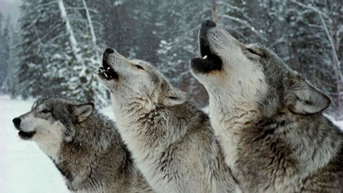 Научният съвет на Националния парк Мачински планини реши да въведе