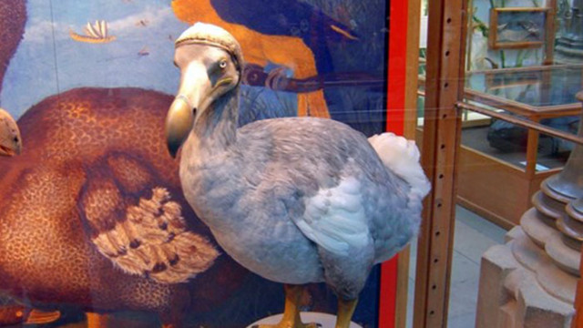 Гибелта на птицата додо олицетворява историята на човечеството като разрушителна
