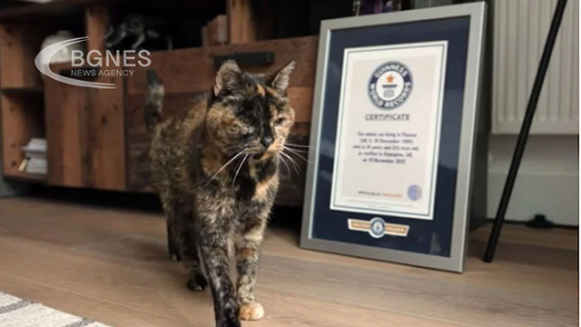 Гинес обяви най-старата жива котка в света