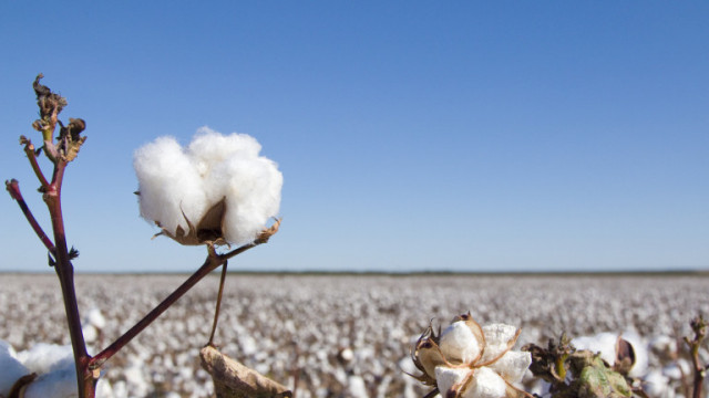 Най-големите производители на памук в света