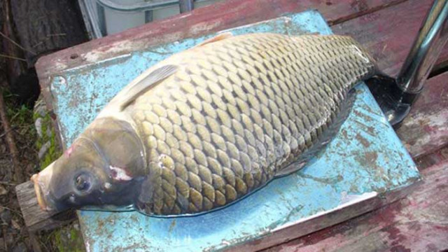 Българска агенция по безопасност на храните БАБХ започва засилени проверки