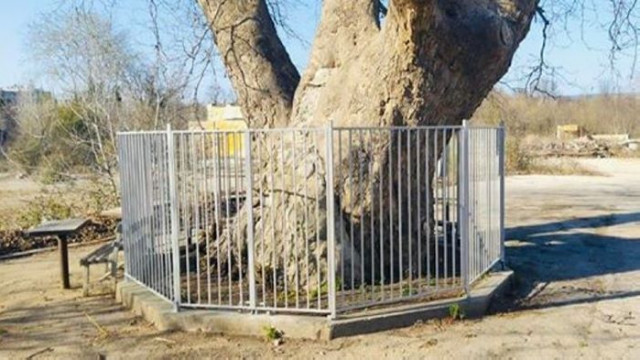 Най старото дърво на Варна чинарът в Аспарухово който е