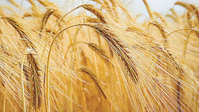 Русия е ожънала пшеница за 1 млрд. долара в Украйна