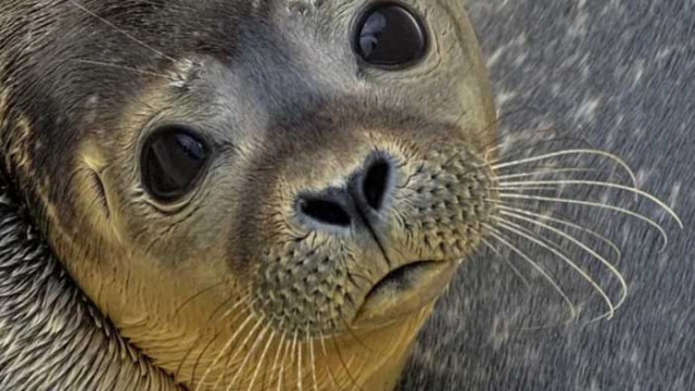 Откриха стотици мъртви каспийски тюлени