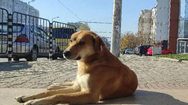 Организират базар за бездомни кучета в Перник