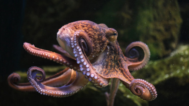 Че октоподите са умни същества със сложна интелигентност за учените