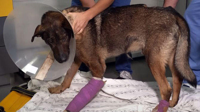 Мечо не е единствената жертва на насилника, все още се