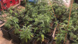 Над 1000 растения марихуана откриха полицаи в къща край Варна