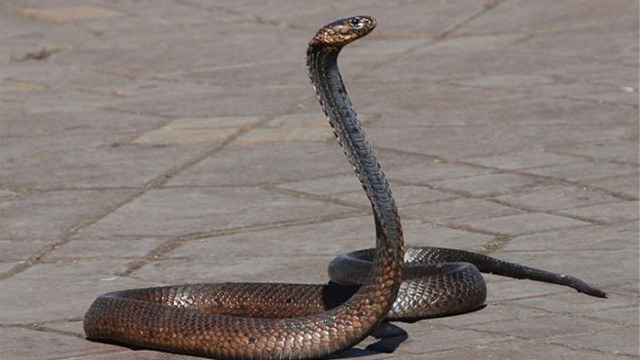 Учени откриха, че змиите могат да изпитват оргазъм