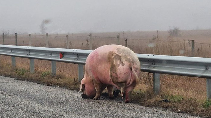 Прасе се разхожда на магистрала "Тракия", 4-ма го гонят, свистят спирачки