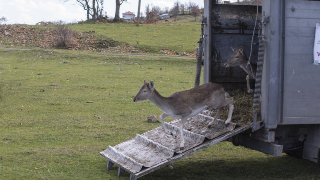 Спасиха елен от открит канал в Крумовград